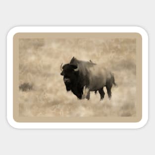 American Buffalo  -  Plains Bison Sticker